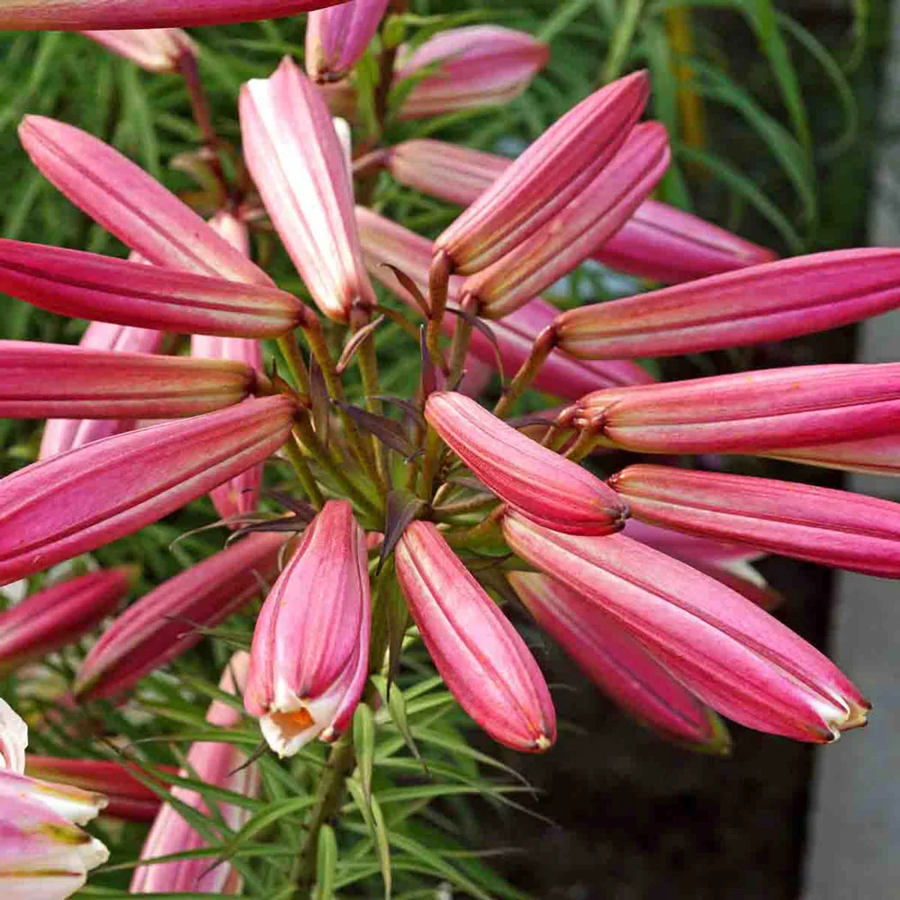 The Regal Lily - Image 4