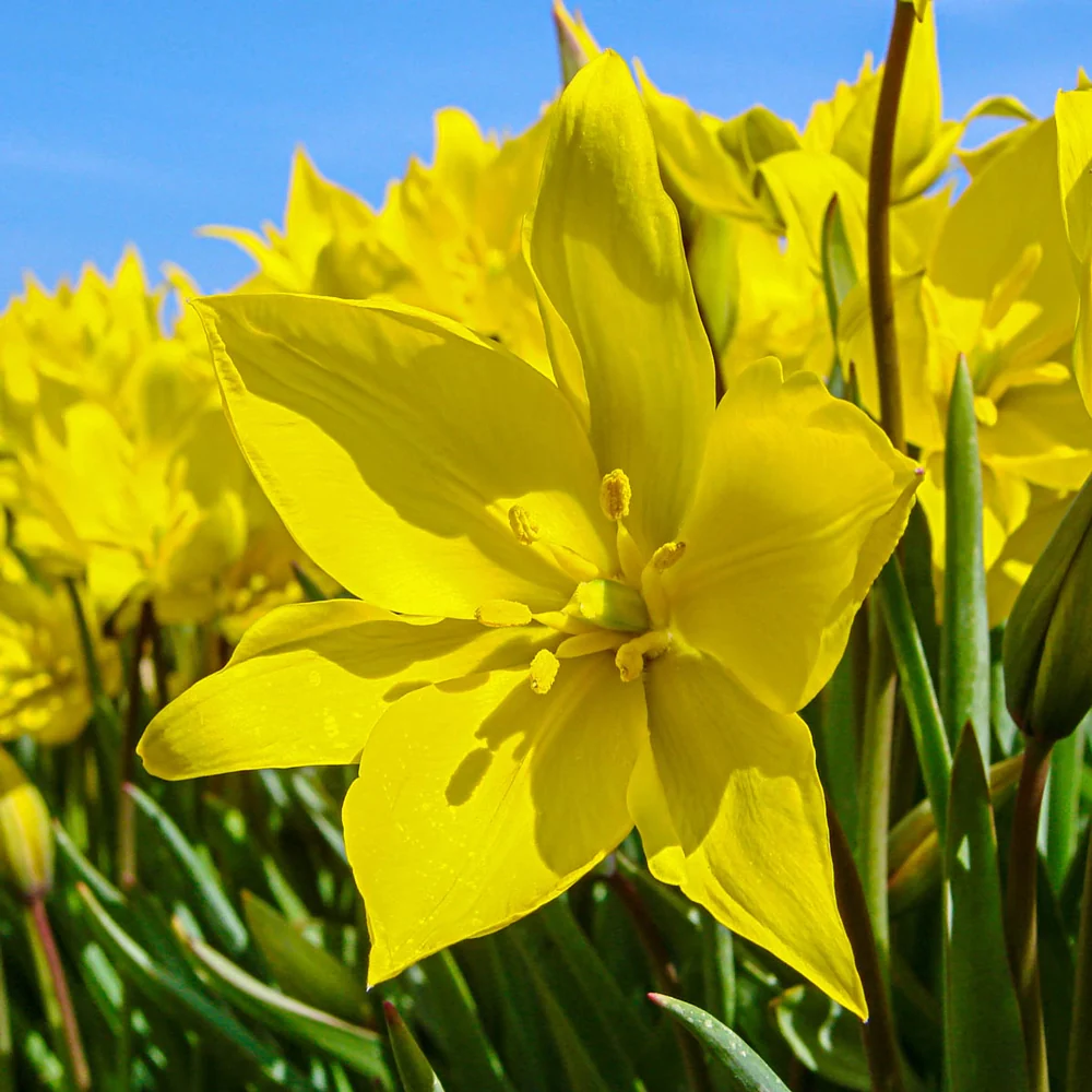 The Woodland Tulip - Image 2