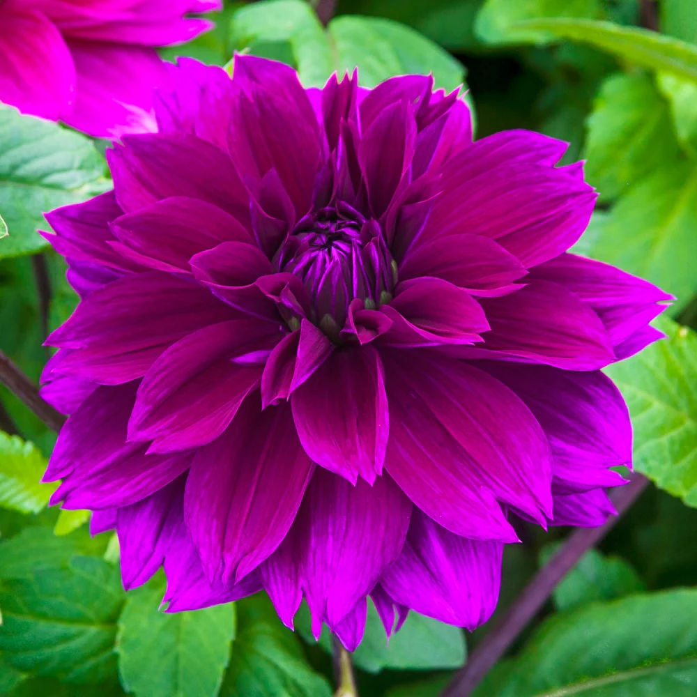 Colorful Decorative Dahlia Thomas Edison - Image 5