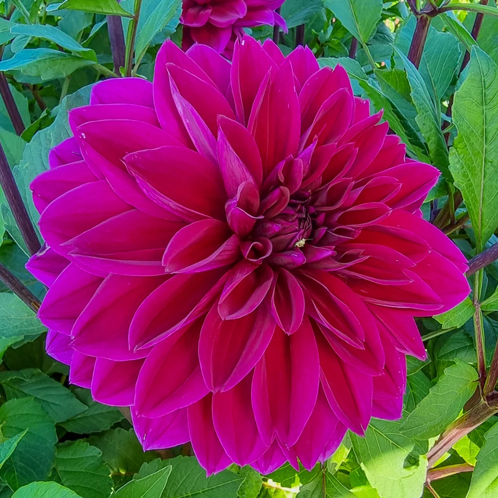 Colorful Decorative Dahlia Thomas Edison - Image 6
