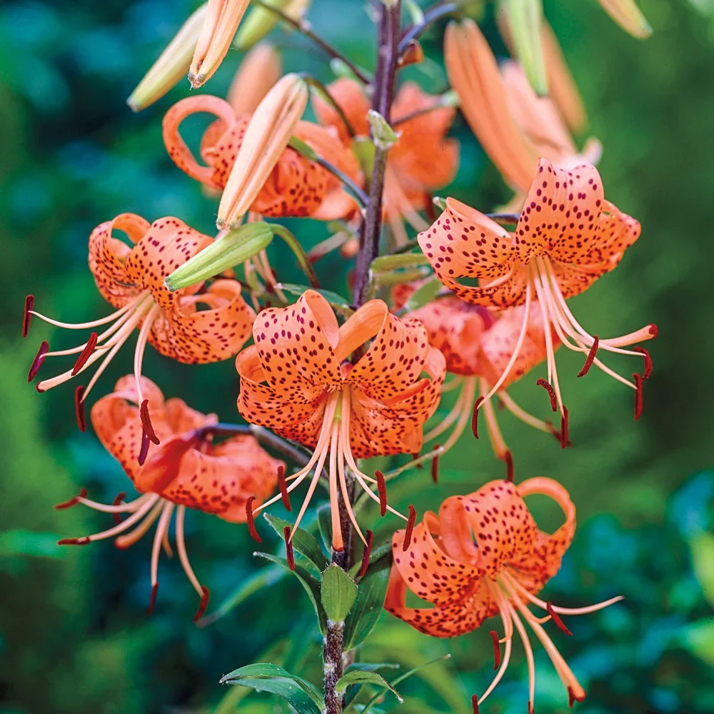 Tiger Lily Tigrinum Splendens