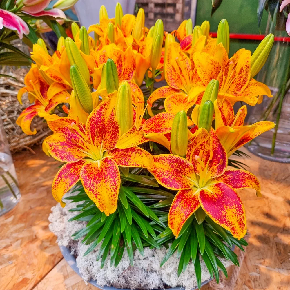 Tiny Parrot Border Lily