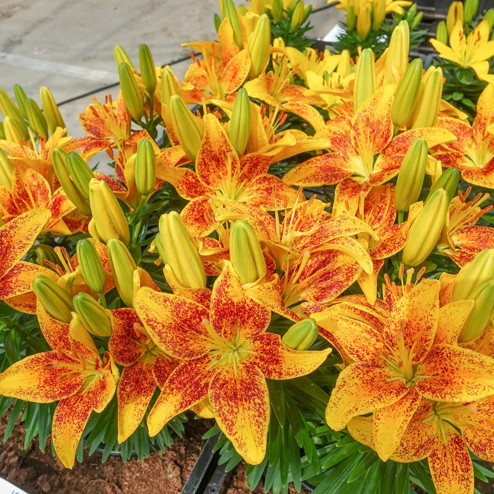 Tiny Parrot Border Lily - Image 2