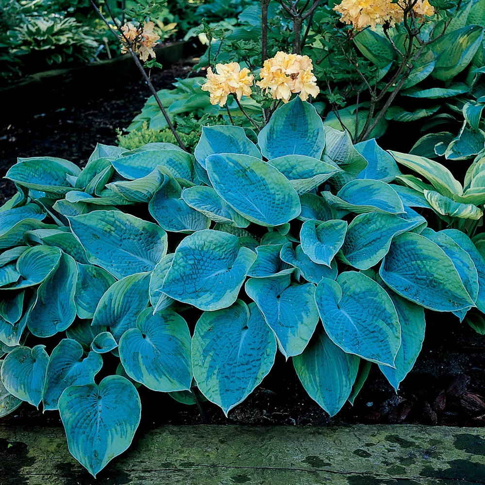 Hosta tokudama Flavocircinalis