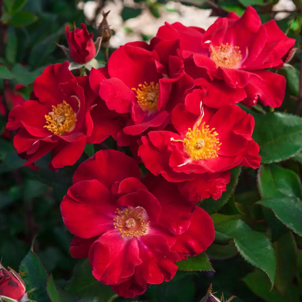 Top Gun ™ Shrub Rose - Image 2