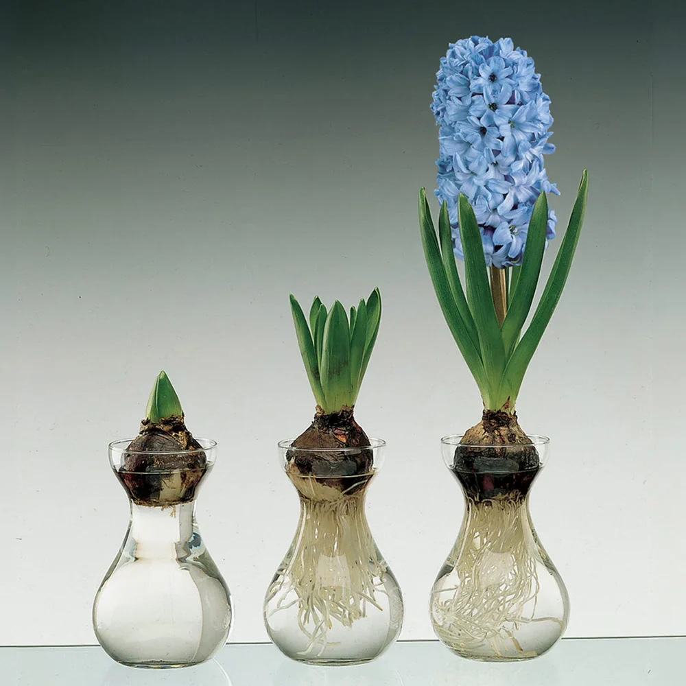 Traditional Dutch Hyacinth Glasses - Image 2