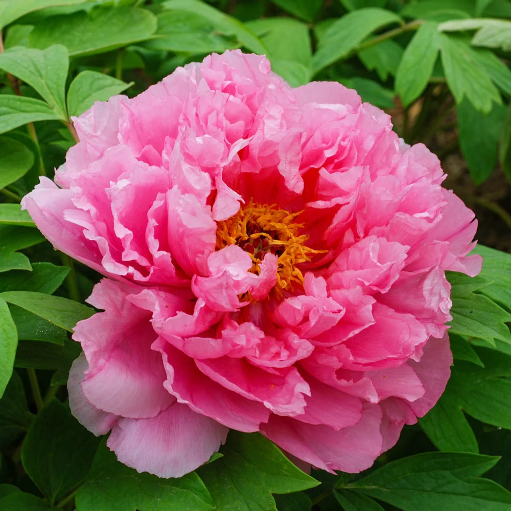 Tree Peony Pink Waterlily (Rou Fu Rong)