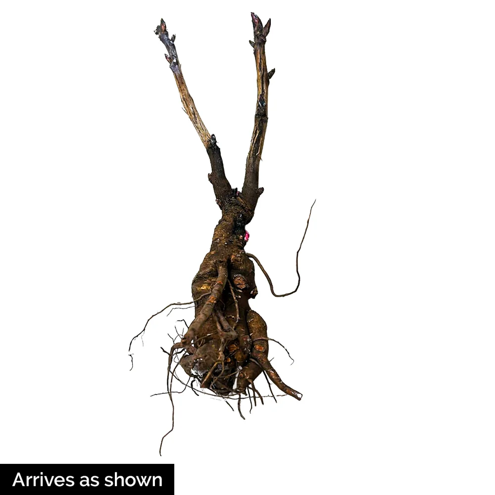 Tree Peony Fragrant Jade (Xiang Yu) - Image 2