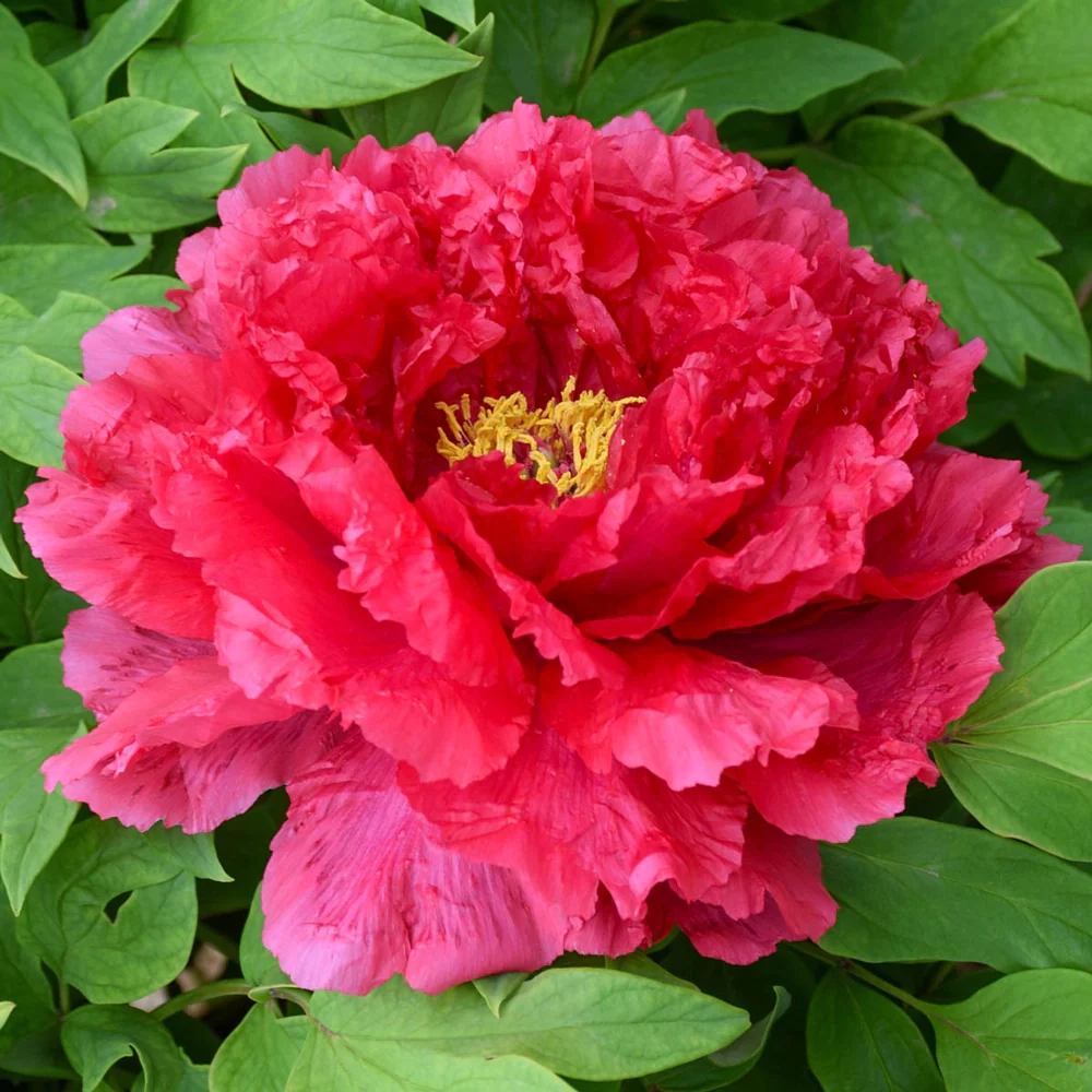 Tree Peony Road Racer (Xu Gang)