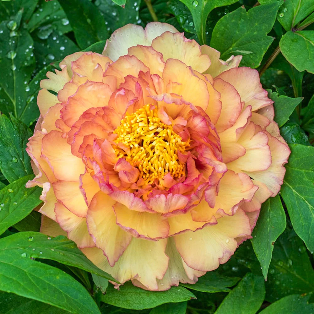 Tree Peony Souvenir de Maxime Cornu (Gin Ge) - Image 3