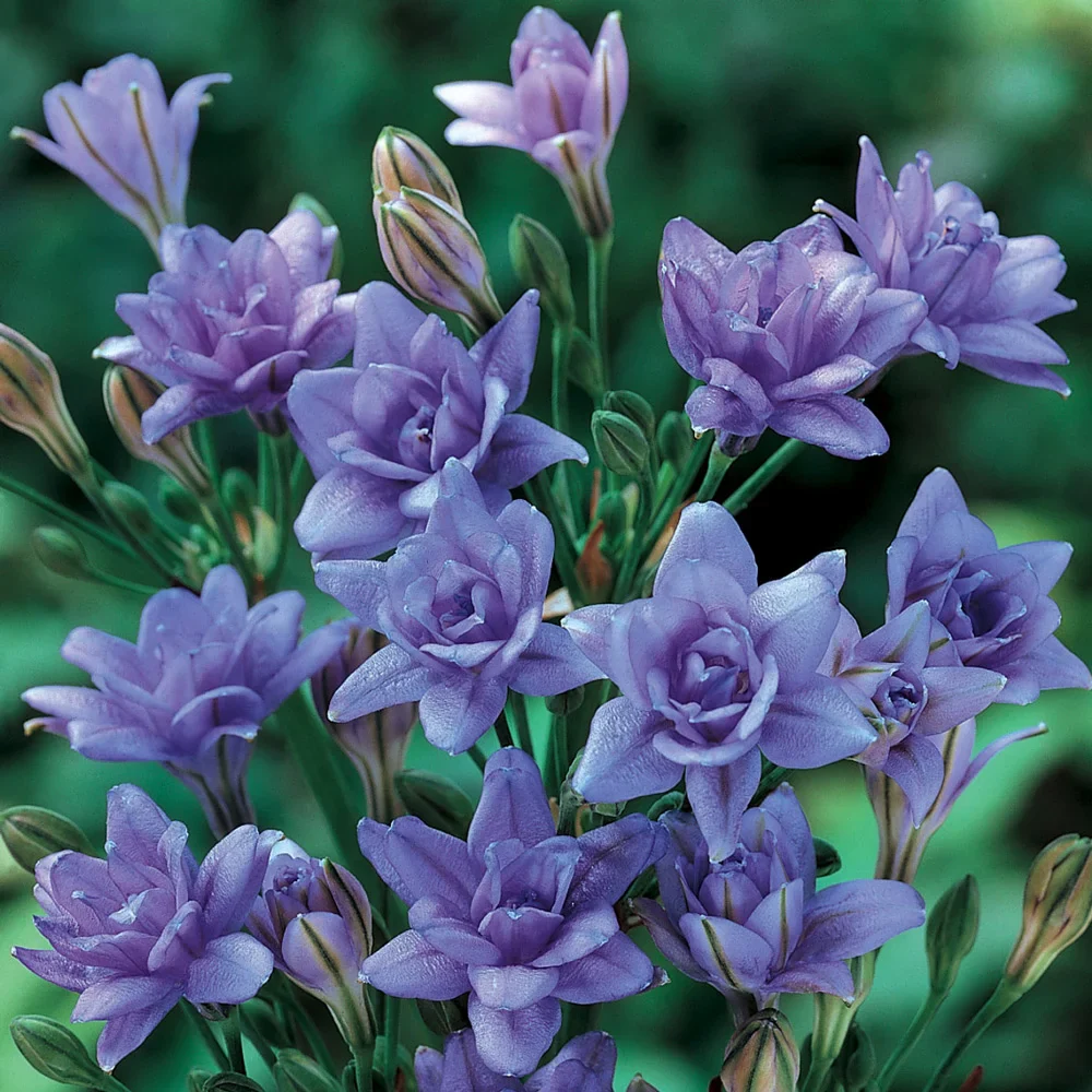 Triteleia Aquarius