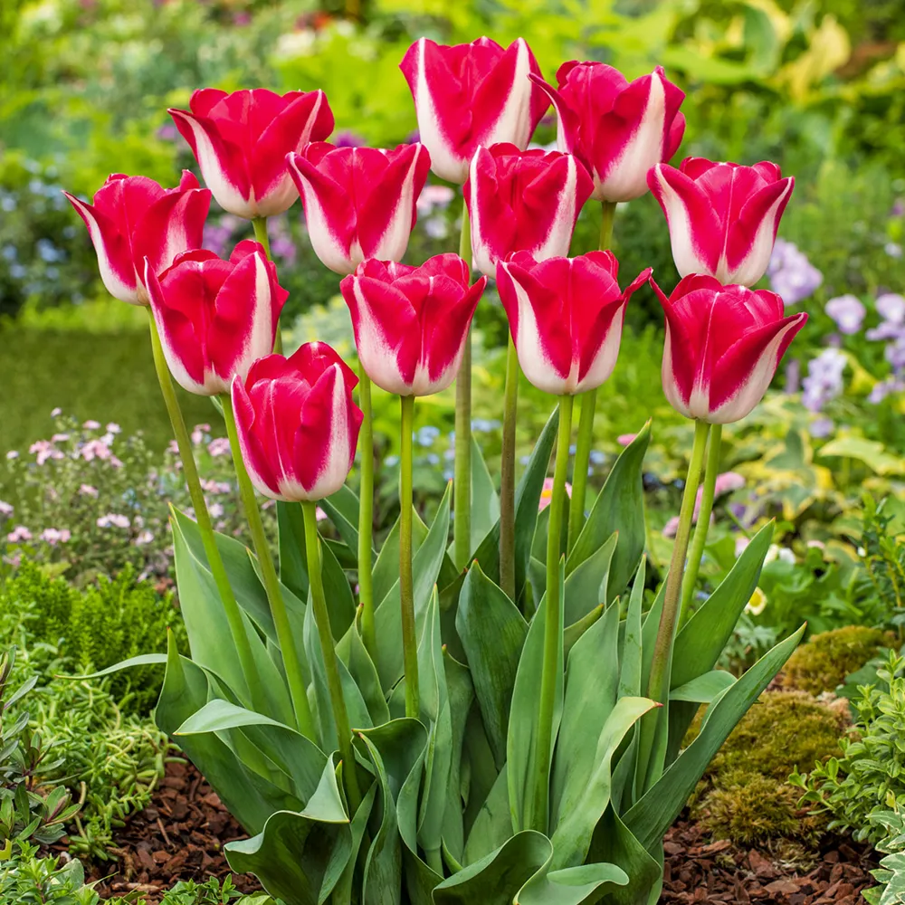 Triumph Tulip Alectric