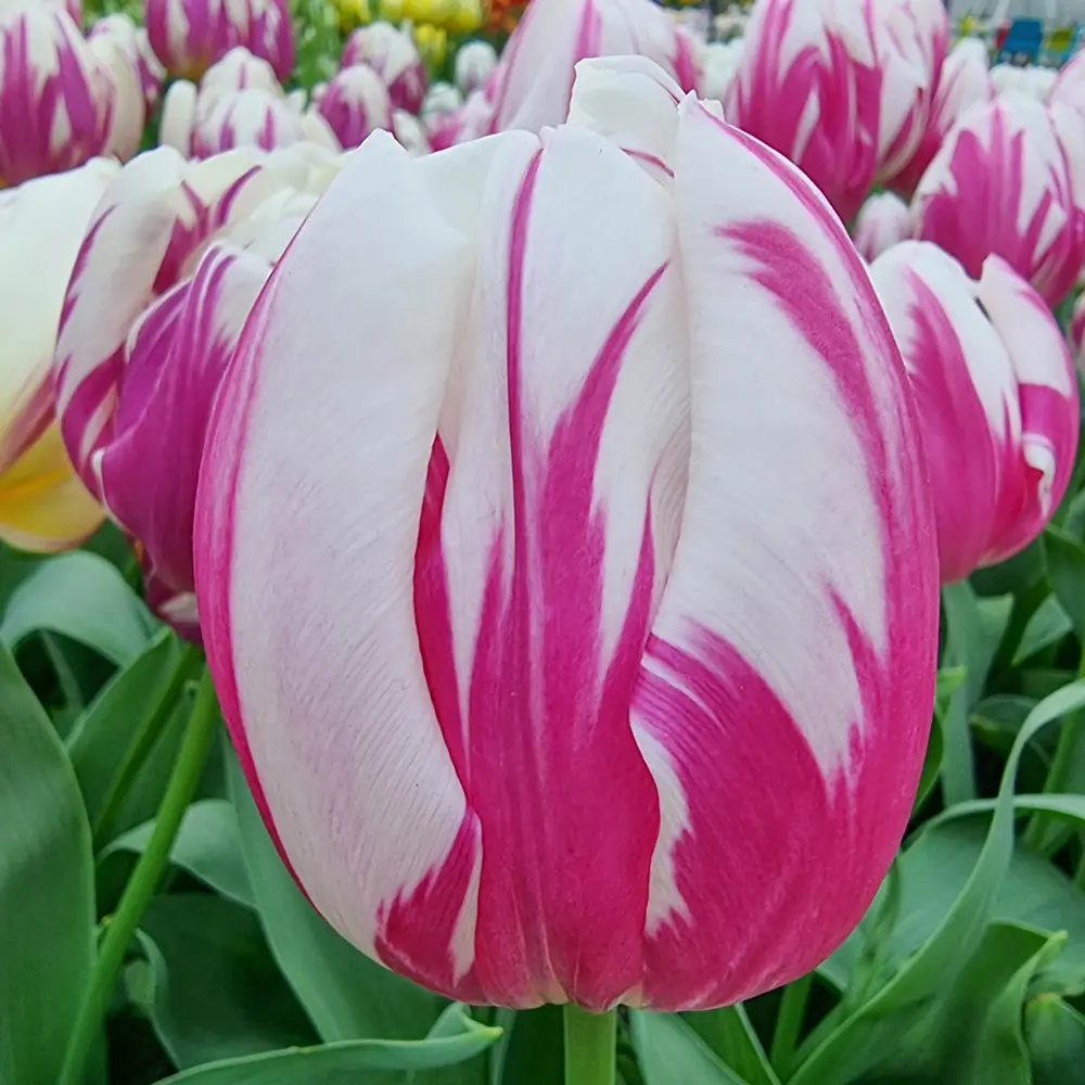 Triumph Tulip Bojangles - Image 3