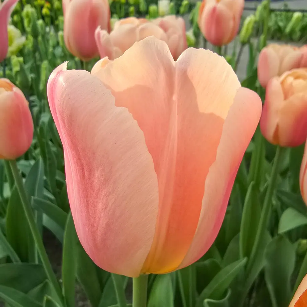 Triumph Tulip Expression - Image 2
