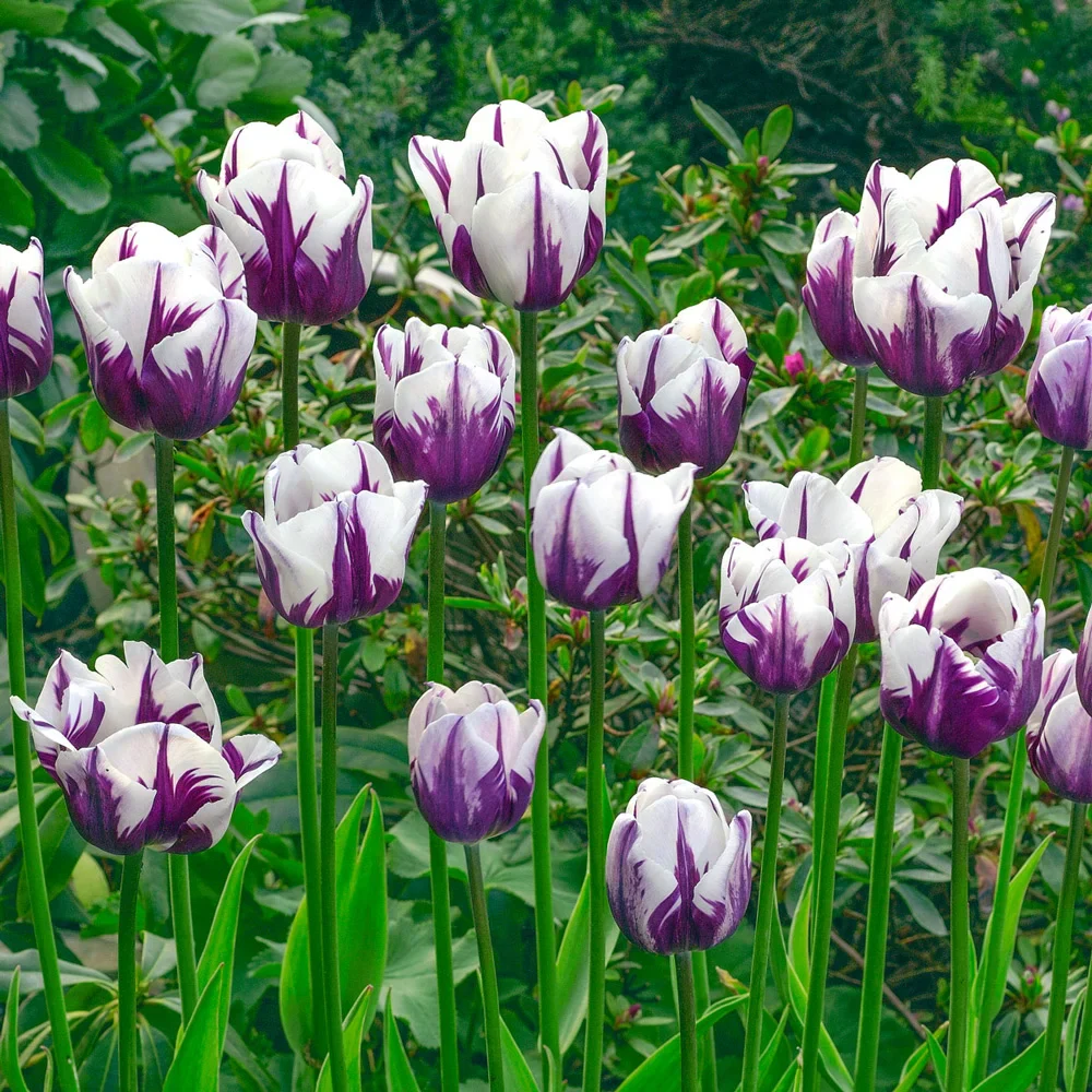 Triumph Tulip Flaming Flag