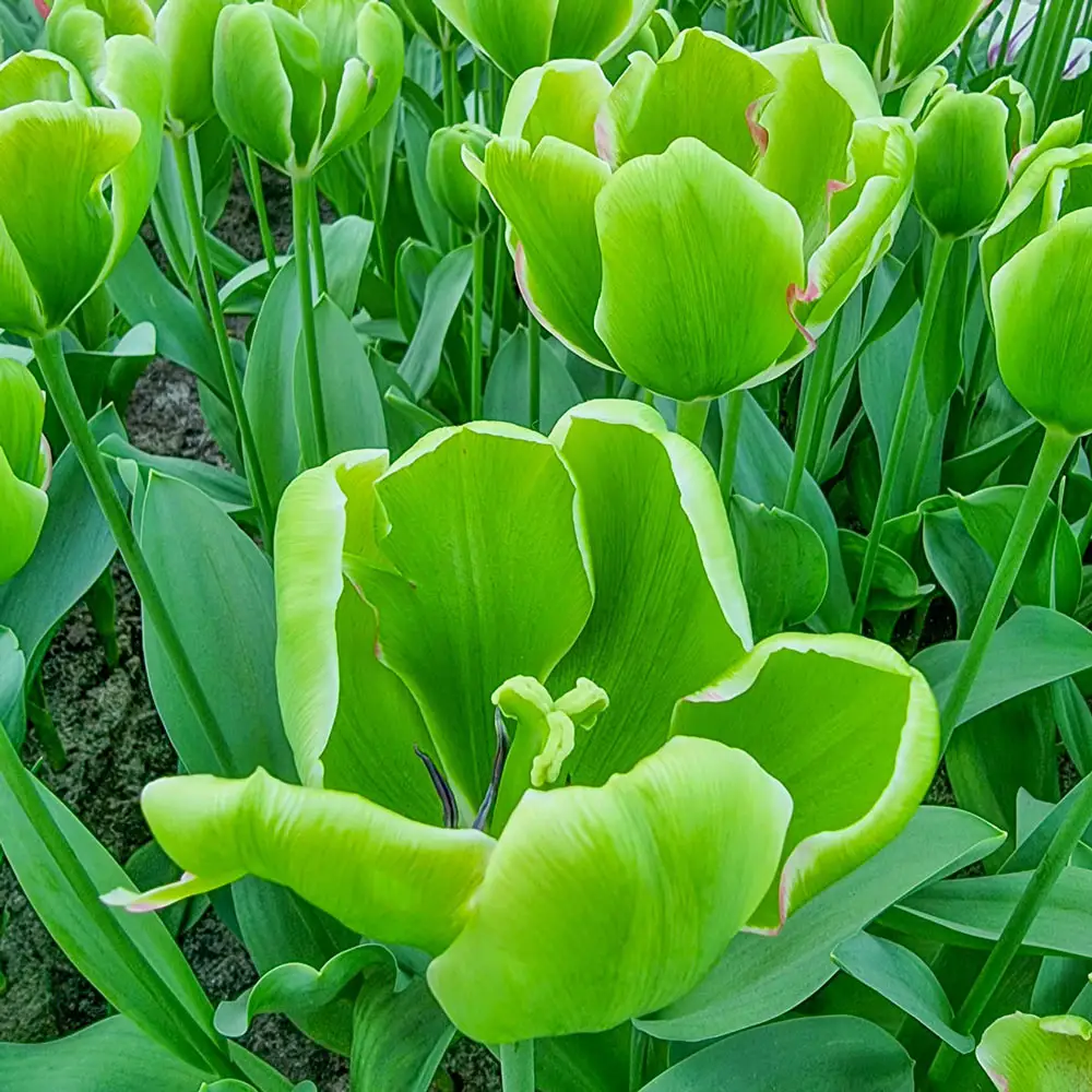 Triumph Tulip Green Power - Image 3