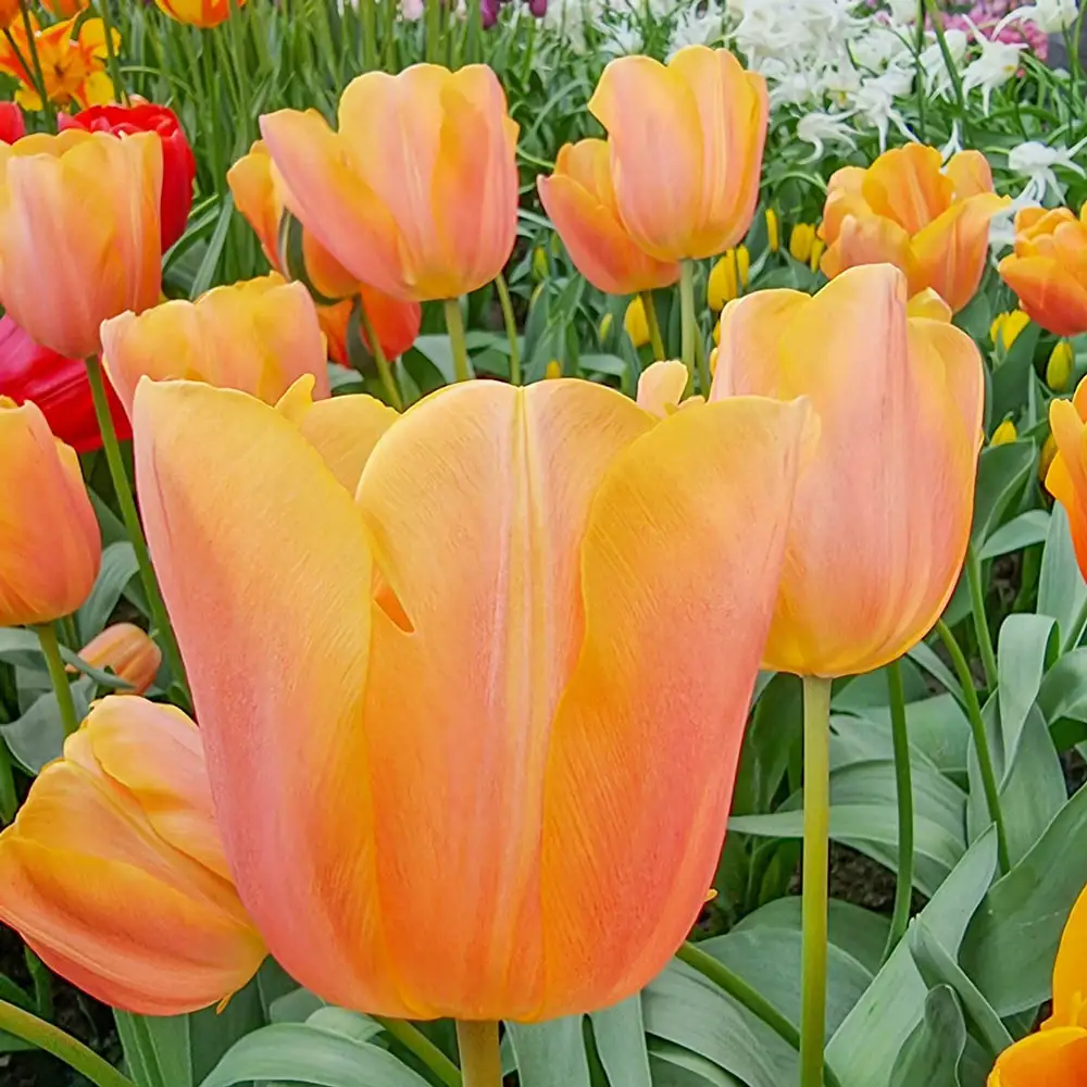 Triumph Tulip Jimmy - Image 2