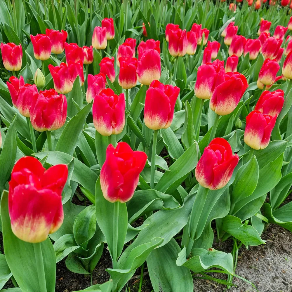 Triumph Tulip Match - Image 2
