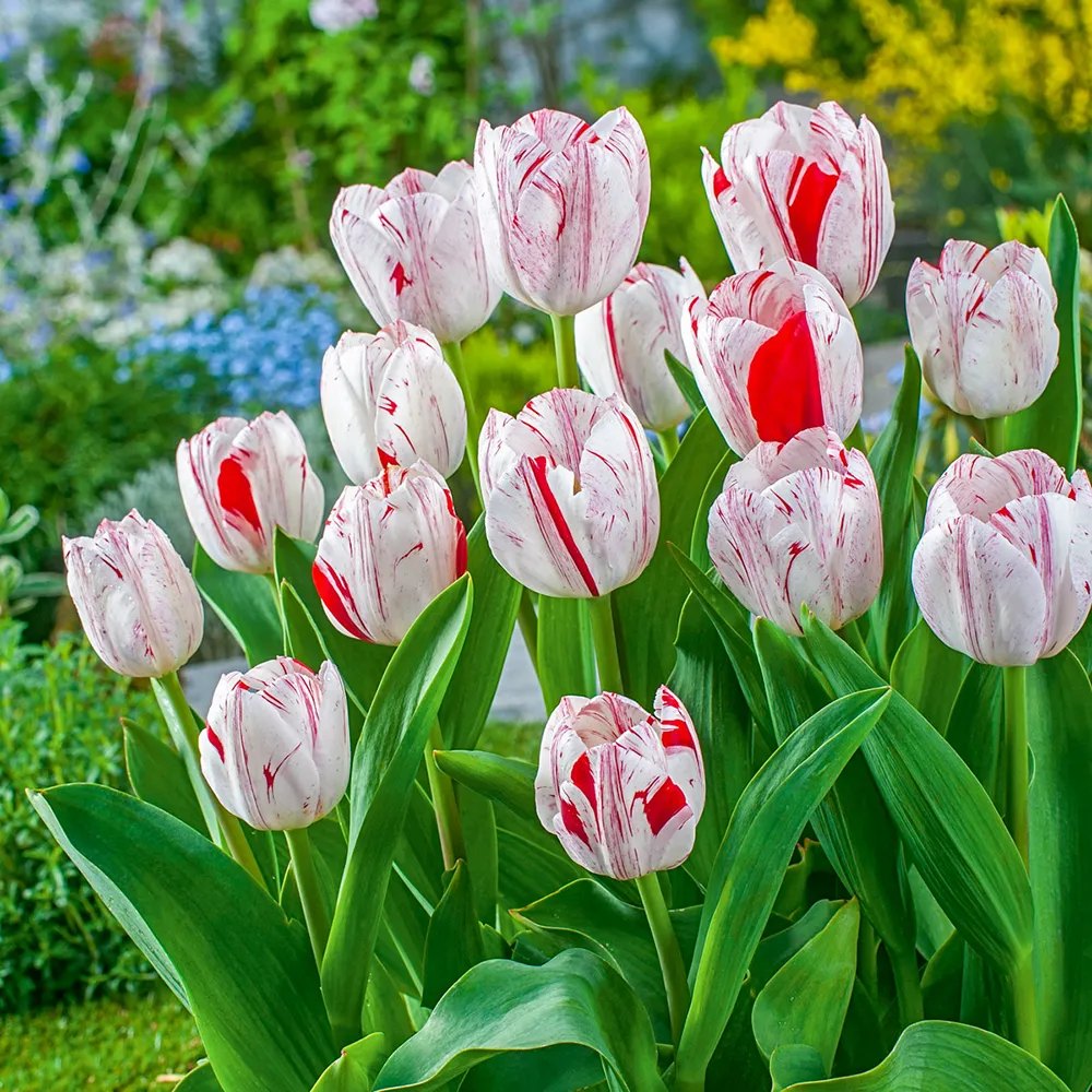 Triumph Tulip One Direction