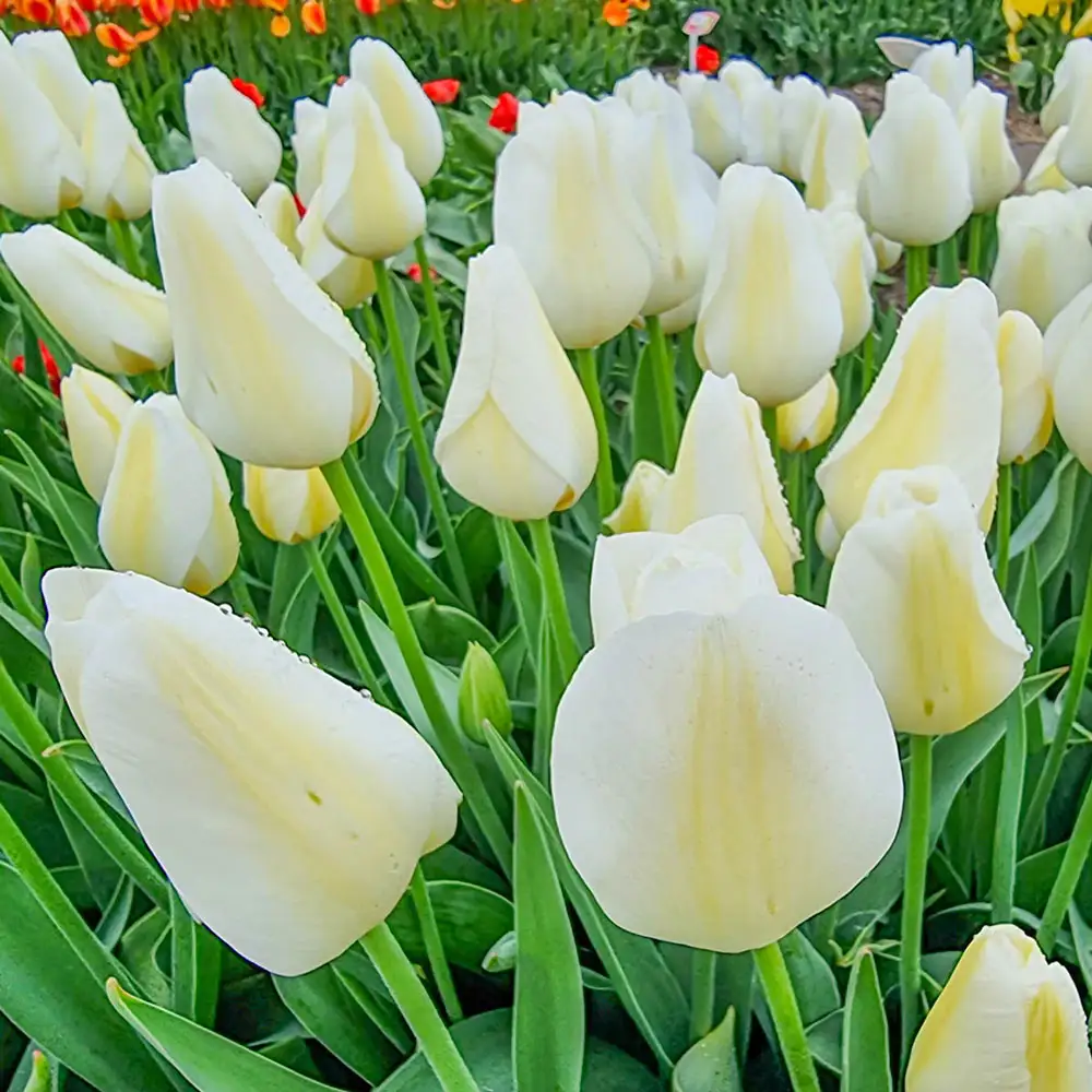 Triumph Tulip Pays Bas - Image 3