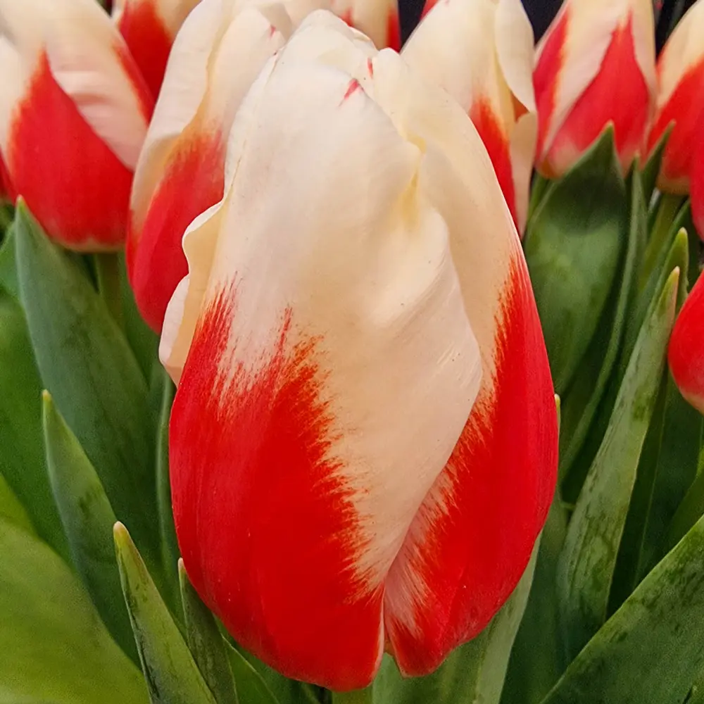 Triumph Tulip Roman Empire - Image 3