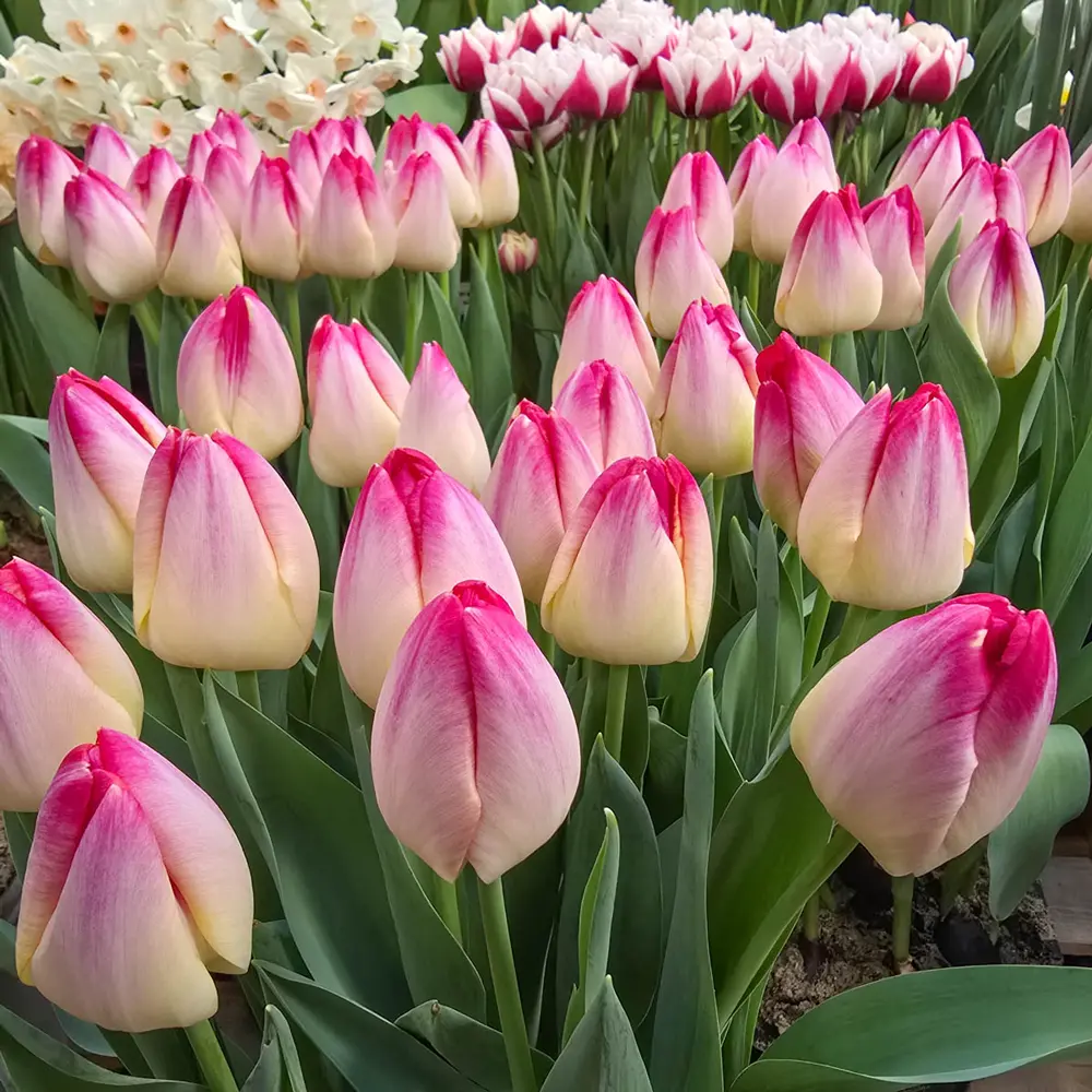 Triumph Tulip Supri Erotic - Image 3