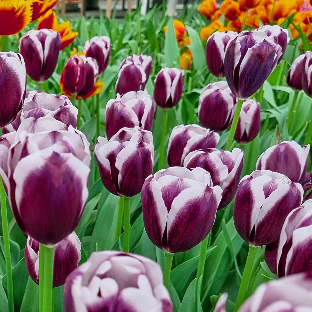 Triumph Tulip Tiramisu - Image 2