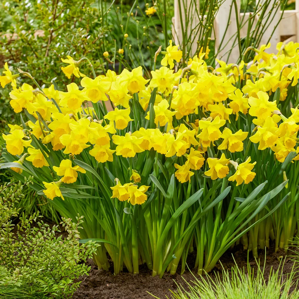Trumpet Daffodil Growers Pride