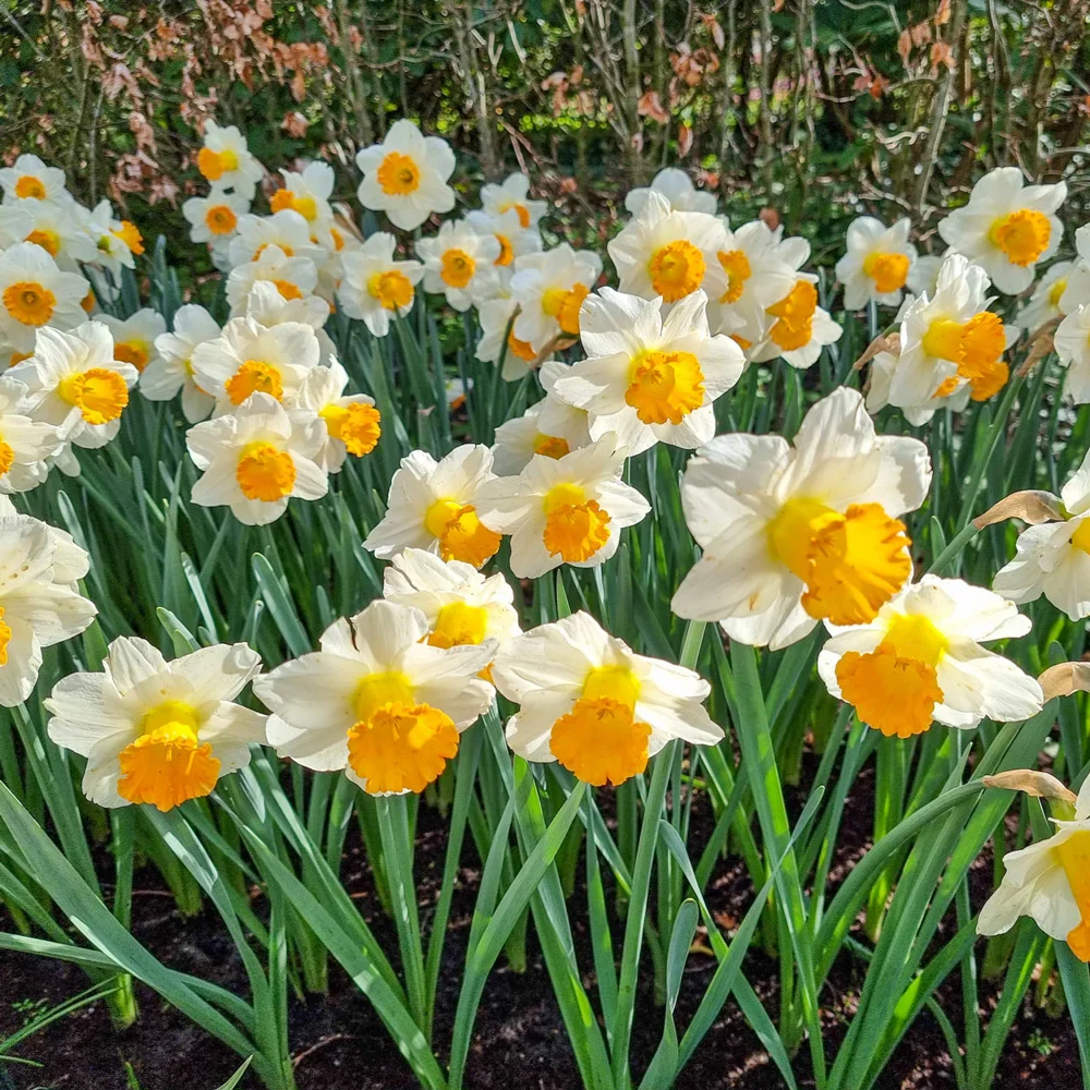 Trumpet Daffodil Orange Sunset - Image 2