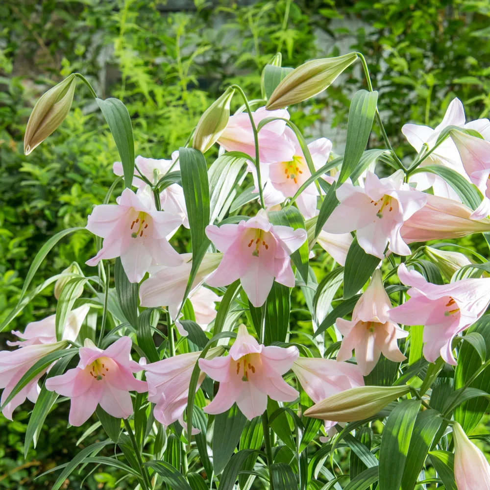Trumpet Lily Magnifique - Image 2