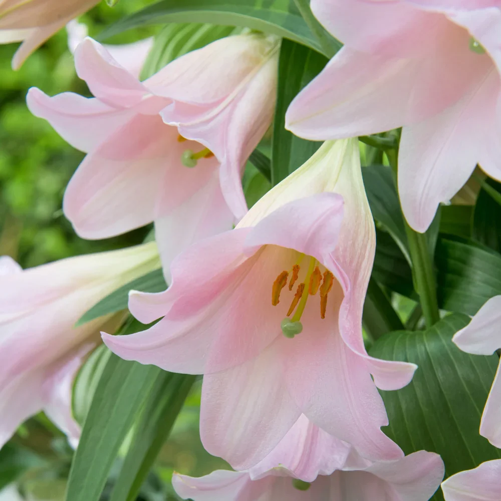 Trumpet Lily Magnifique - Image 3