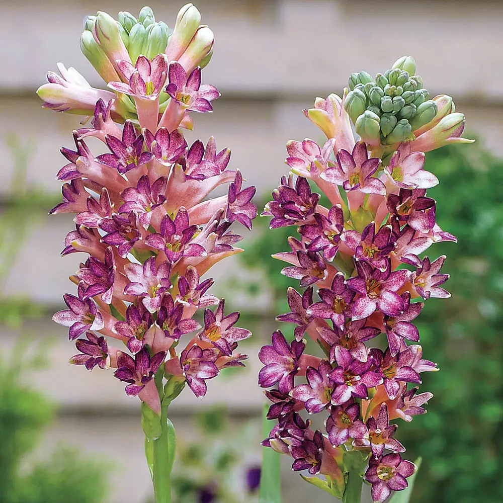 Tuberoses (Polianthes) Cinderella