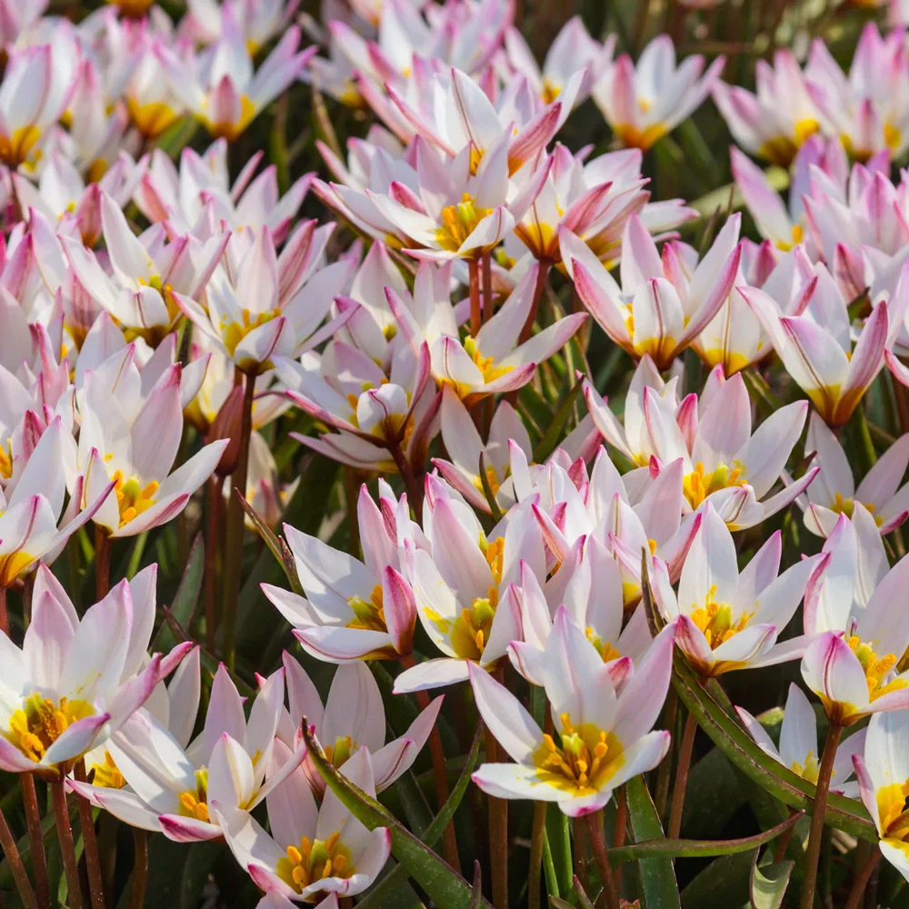 Tulip cretica Hilde - Image 2