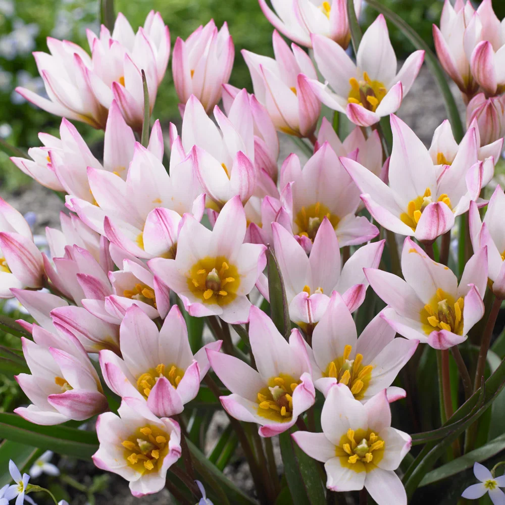 Tulip cretica Hilde - Image 3