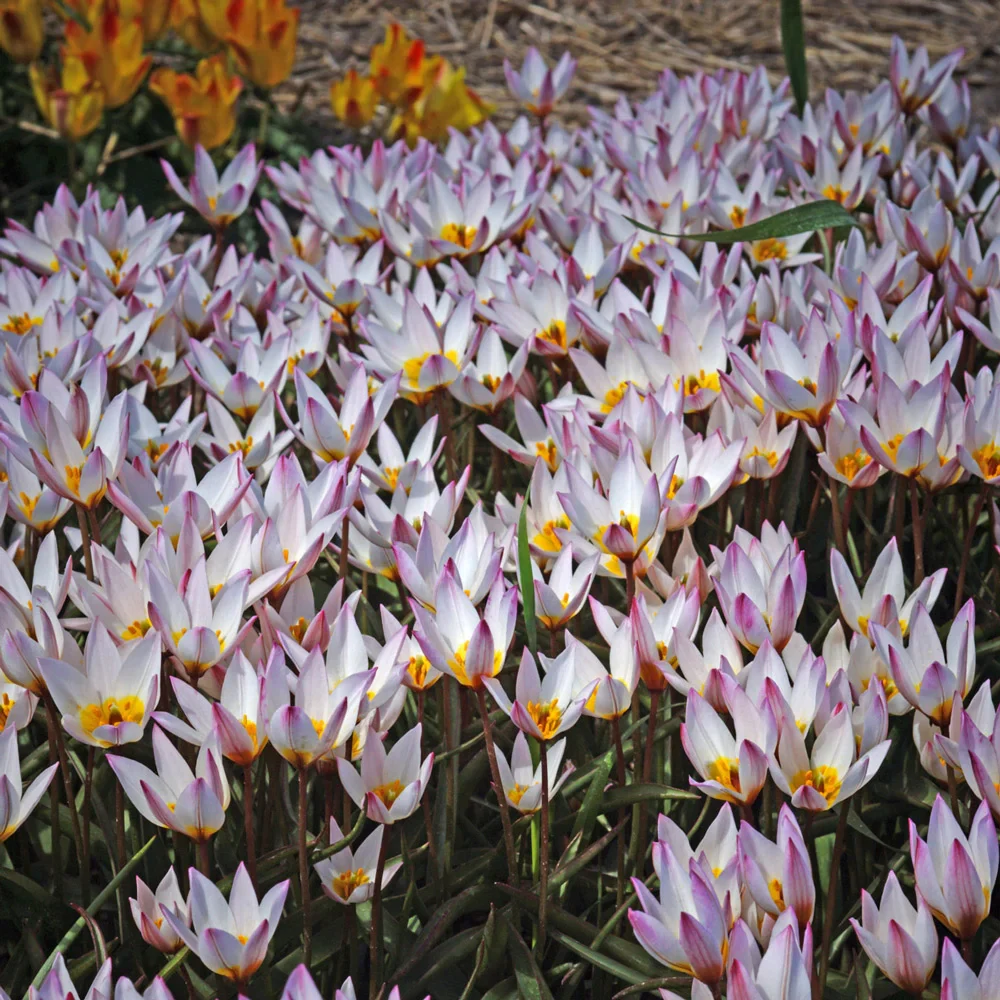 Tulip cretica Hilde - Image 4