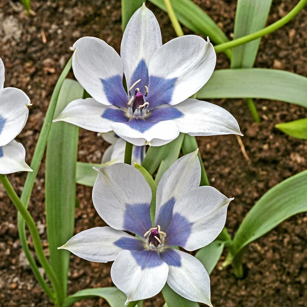 Tulip humilis 'Alba Coerulea Oculata' - Image 2