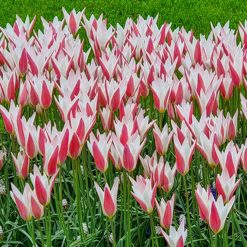 Peppermint Stick Tulip