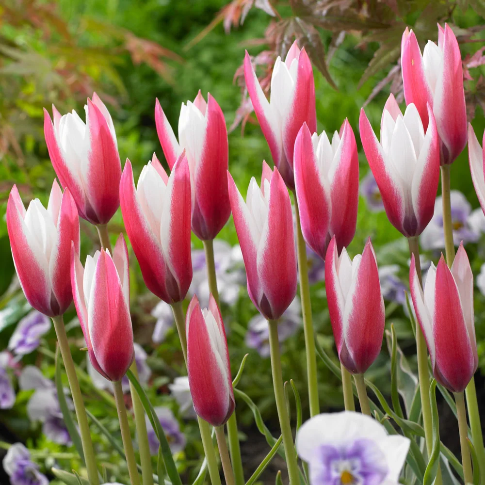 Peppermint Stick Tulip - Image 5