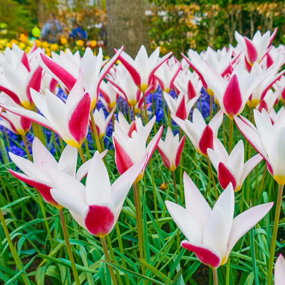 Peppermint Stick Tulip - Image 6