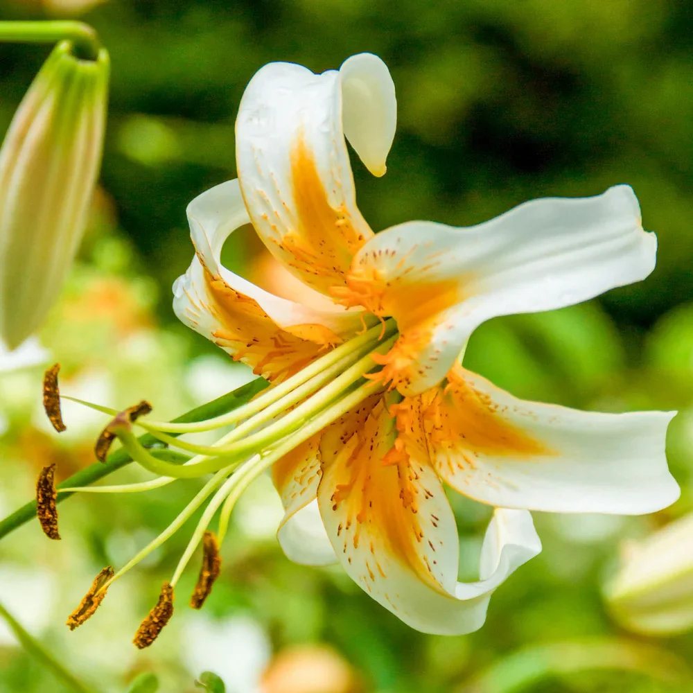 Turk's Cap Lily Lady Alice - Image 2