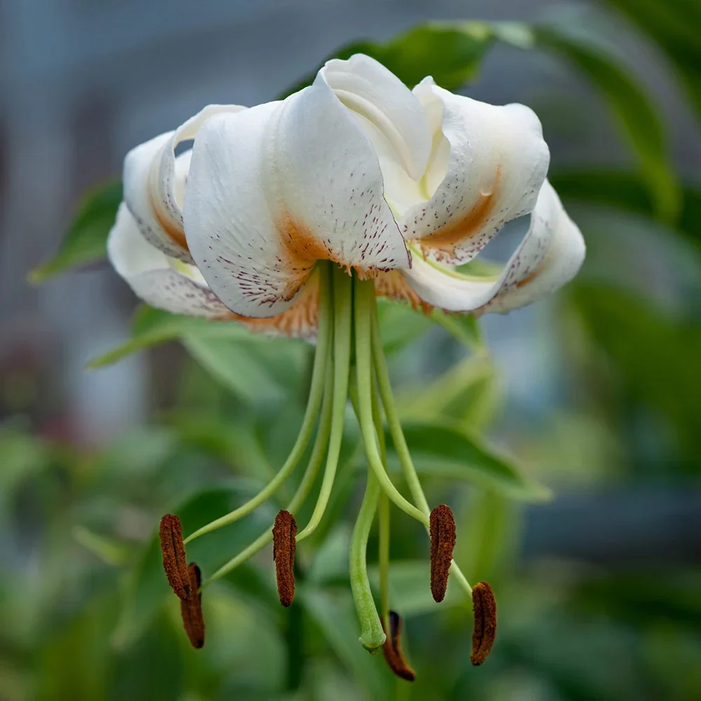 Turk's Cap Lily Lady Alice - Image 3