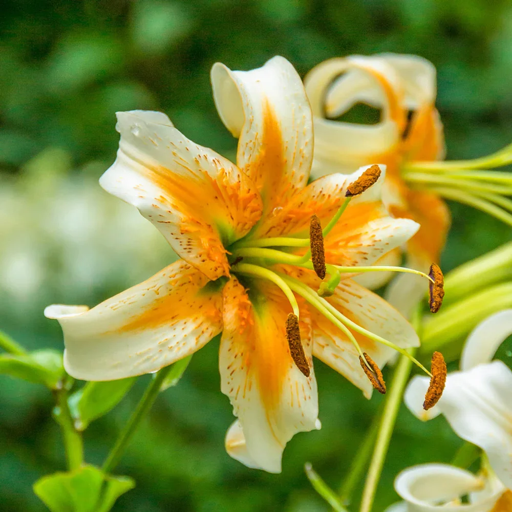 Turk's Cap Lily Lady Alice - Image 4