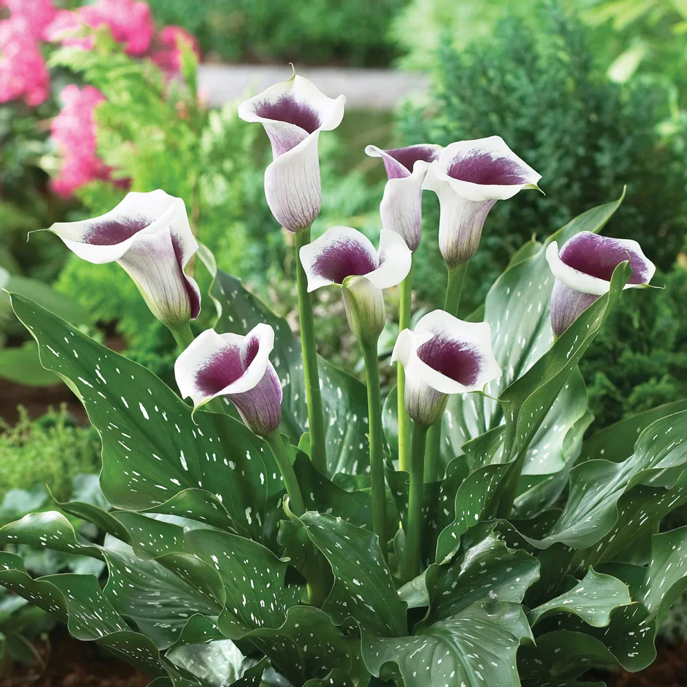 Hybrid Calla Lilies Vermeer
