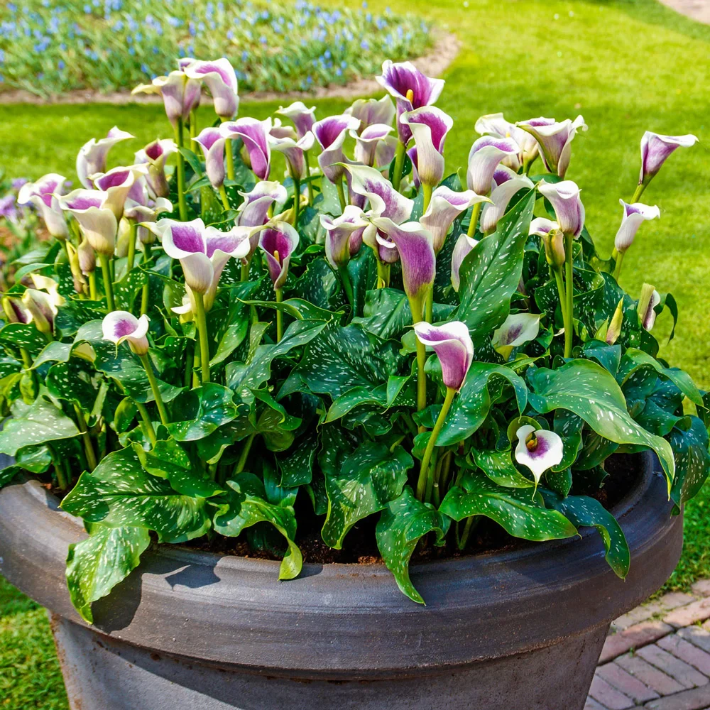 Hybrid Calla Lilies Vermeer - Image 3