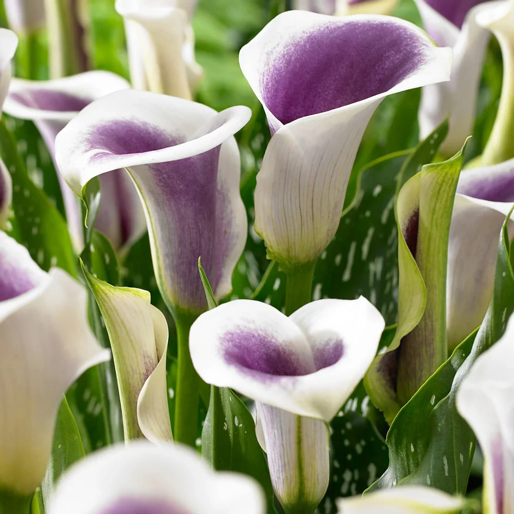 Hybrid Calla Lilies Vermeer - Image 4