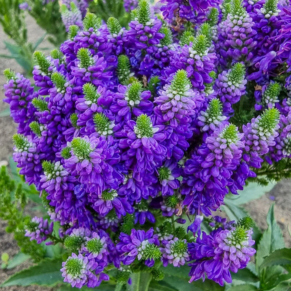 Veronica Baby Bloomer Blue - Image 2