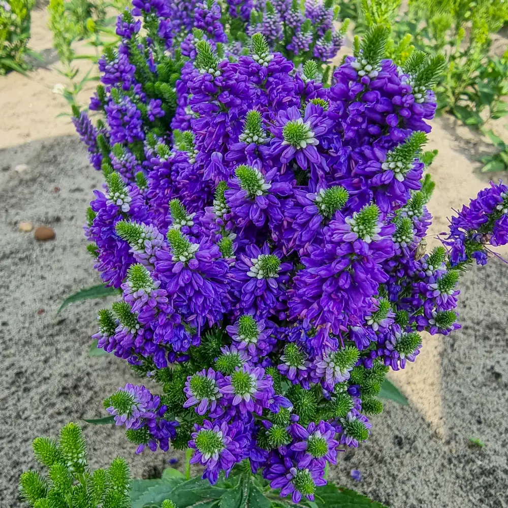 Veronica Baby Bloomer Blue - Image 3