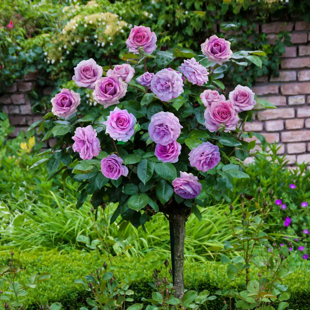 36" Tree Rose Violet's Pride™
