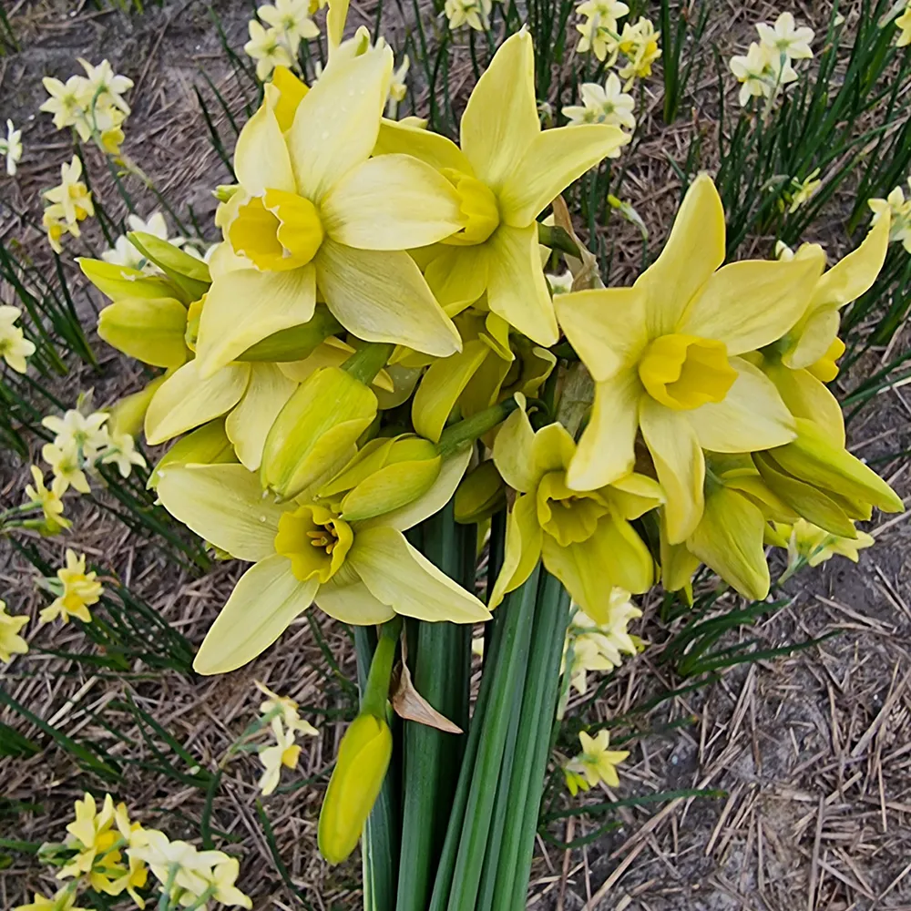 Viridiflora Narcissus Pacific Hunter - Image 2