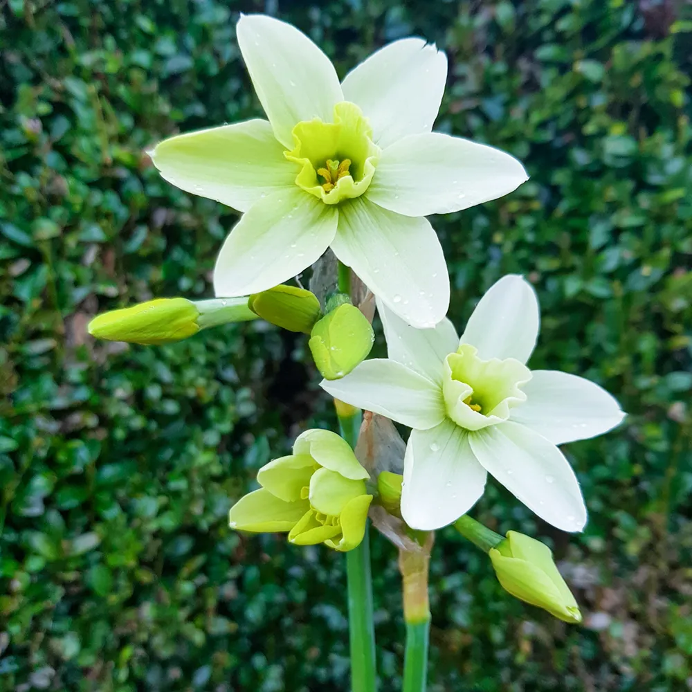 Viridiflora Narcissus Polar Hunter - Image 2